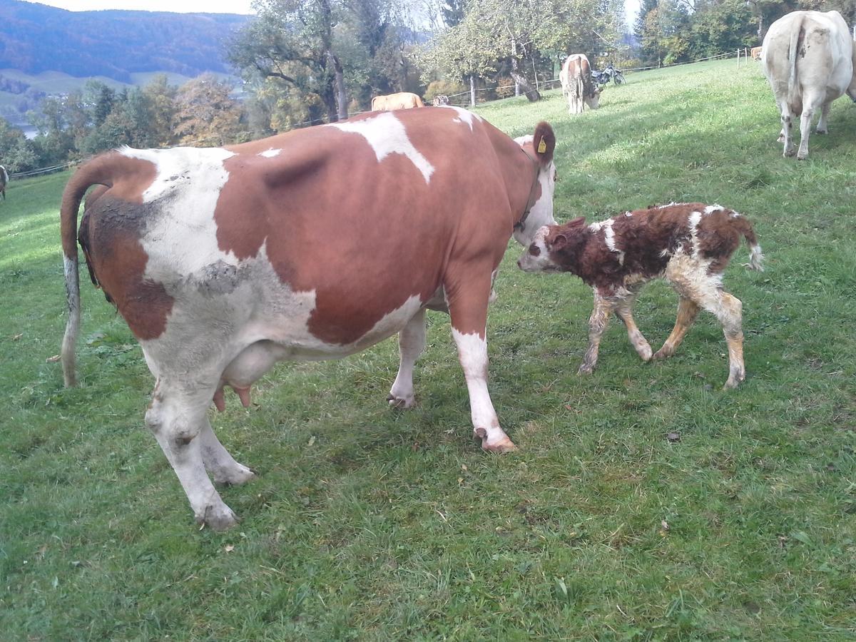 Bauernhof Kasleitner Vila Zell am Moos Exterior foto