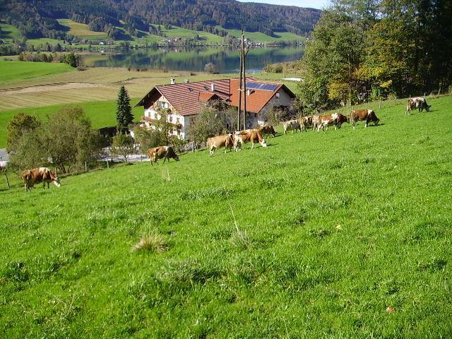 Bauernhof Kasleitner Vila Zell am Moos Exterior foto