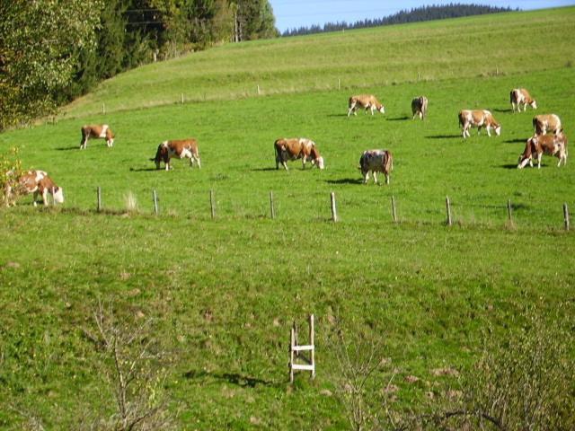 Bauernhof Kasleitner Vila Zell am Moos Exterior foto