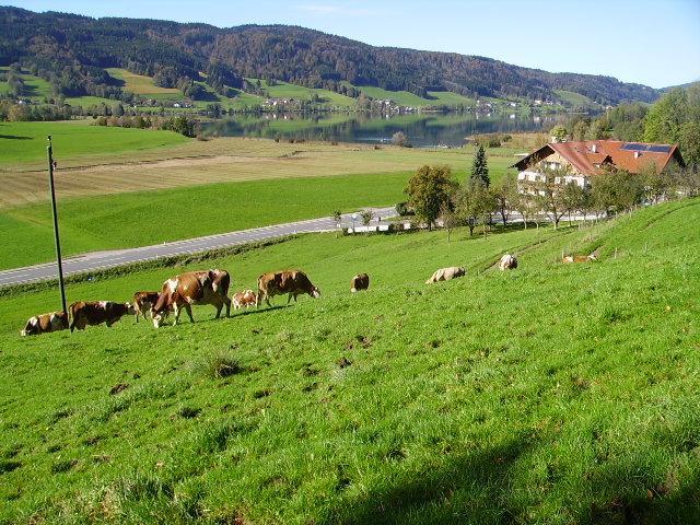 Bauernhof Kasleitner Vila Zell am Moos Exterior foto